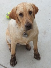 Bo the winery dog