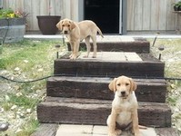 The winery dogs Daisy and Bo together