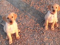The winery dogs Daisy and Bo together