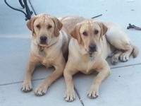 The winery dogs Daisy and Bo together