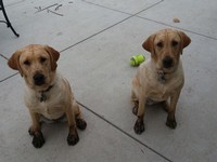 The winery dogs Daisy and Bo together