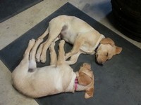 The winery dogs Daisy and Bo together