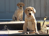 The winery dogs Daisy and Bo together