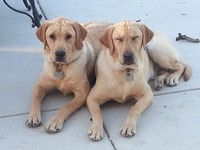 The winery dogs Daisy and Bo together