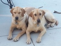 The winery dogs Daisy and Bo together