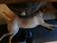 The winery dogs Daisy and Bo together