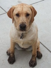 Daisy the winery dog